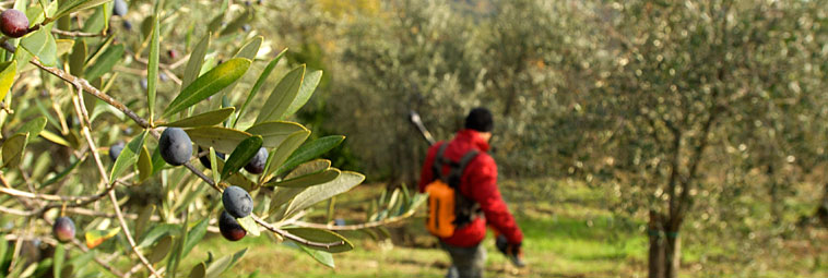 raccolta delle olive 9